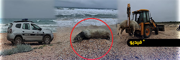 حادث غير مألوف بسواحل الناظور.. جثة عجل تلفظها أمواج أركمان