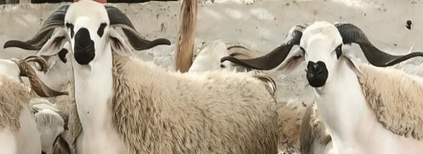 قبل أقل من شهر على عيد الأضحى.. سوق زايو يسجل ضعفاً في الإقبال وانخفاضاً محدوداً في أسعار الماشية