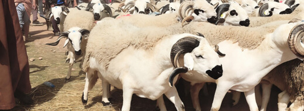 انتظار وترقب يطبعان أسواق الأضاحي قبيل عيد الأضحى