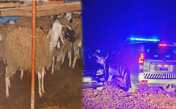 الدرك الملكي ببن الطيب يفك لغز سرقة المواشي ويسترجع عشرات الرؤوس