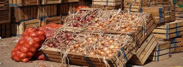 قبل عيد الأضحى.. أسعار البصل تشتعل وتثير غضب الأسر المغربية