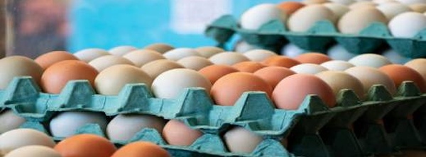 أسعار البيض تتراجع بشكل لافت قبل الصيف.. ومهني يوضح
