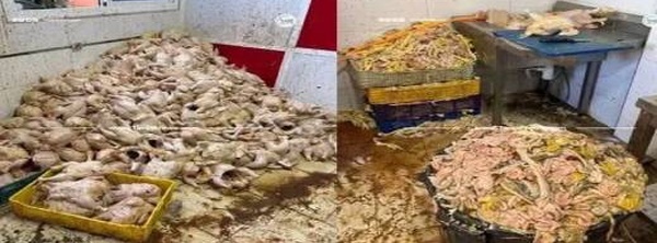 طنجة.. لجنة مختلطة تحجز أطنانا من الدجاج الفاسد في حملة ميدانية