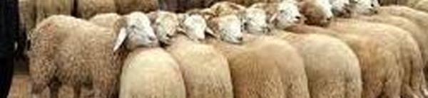 توجه نحو تمديد عطلة عيد الأضحى وصرف الأجور مبكرا لتخفيف الضغط على المواطنين