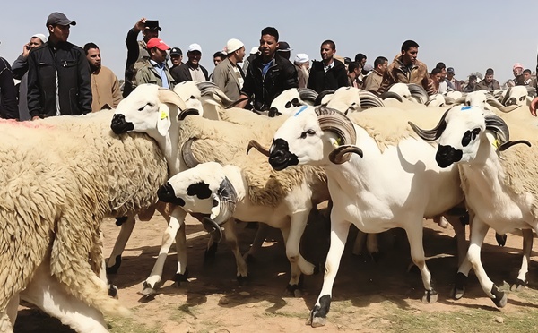 أضاحي "محفظة" تصل 9000 درهم في "بورصة" بني وكيل اليوم الأحد بالناظور