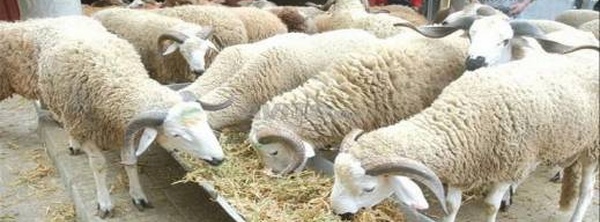 تشديد الخناق على "سماسرة تسمين الأضاحي".. فرض تراخيص مسبقة لنقل مخلفات الدواجن