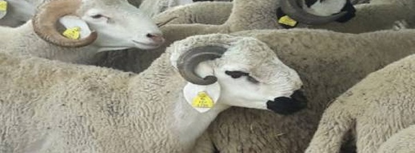 قبل شراء الأضحية.. "أونسا" تكشف العلامات التي يجب الانتباه إليها