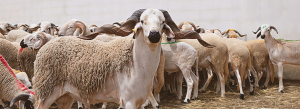 تفاوت غريب في الأثمان.. خرجة تفقدية تكشف واقع أسعار أضاحي العيد بوجدة