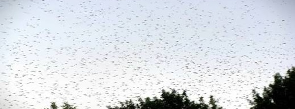 بعد ظهور أسراب الحشرات بعدة مدن.. خبراء يفسرون الظاهرة التي أثارت انتباه المغاربة