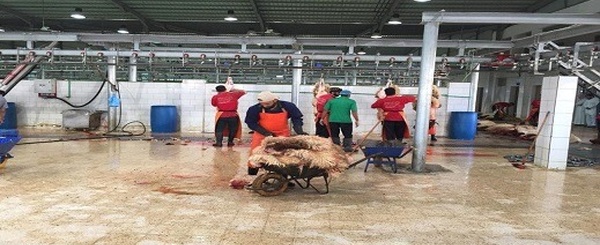 جماعة الناظور تفتح مجزرة أولاد بوطيب الجماعية لتنظيم ذبح الأضاحي