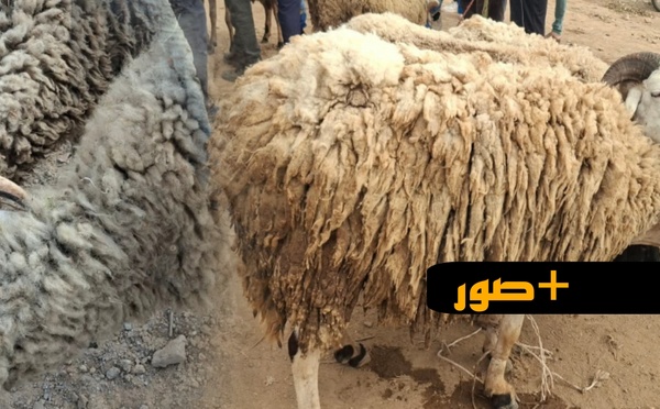 غلاء فاحش يلهب سوق قرية أركمان بالناظور يوما قبل العيد.. والمواطنون يتذمرون: "الأسعار خيالية والوفرة غائبة"