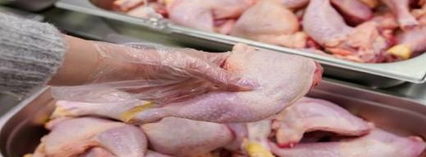 لماذا انخفضت أسعار الدواجن والبيض في المغرب؟.. المهنيون يكشفون الأسباب الحقيقية
