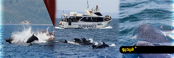 ظهور نادر قبالة سواحل المغرب.. أكثر من 50 حوتا مفترسا يفاجئون علماء البحار