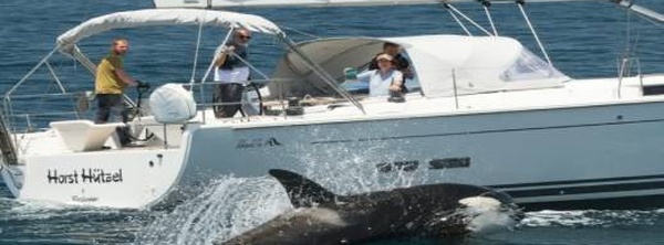 نشاط غير معتاد للحيتان القاتلة قرب المغرب وإسبانيا يدفع لإطلاق حملة توعوية