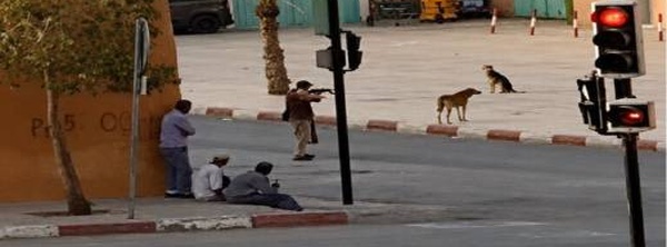 إطلاق الرصاص بشوارع تنغير.. شريط فيديو لإعدام كلاب ضالة يفجر غضبا حقوقيا واسعا