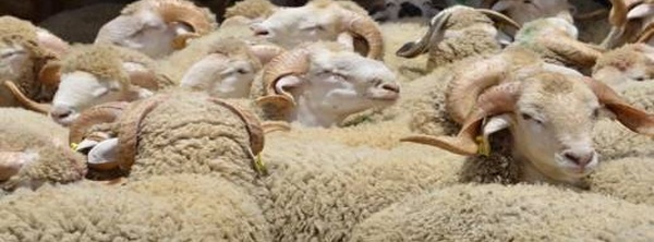 المغرب يعلق رسوم استيراد الأغنام واللحوم الحمراء حتى نهاية 2026