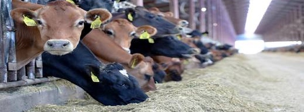 الرباط تغلق الحدود أمام الأبقار الإسبانية.. ومدريد تطلب اجتماعا عاجلا لإنقاذ قطاع المربين